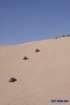 dunesimg_7710_small.jpg